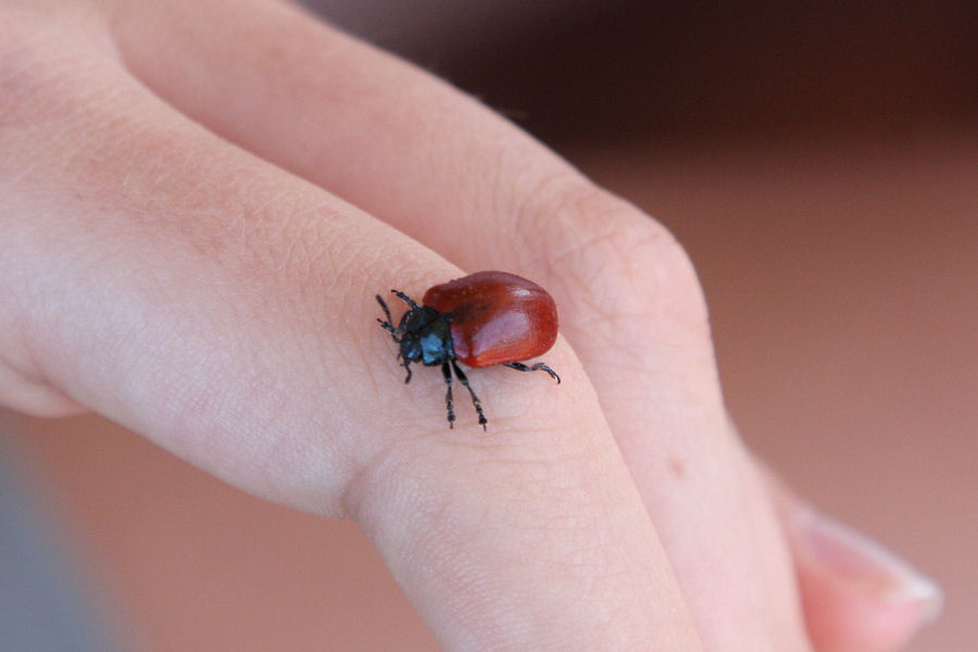 Conferma id Chrysomelidae: Chrysomela populi